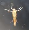Caloptilia robustella